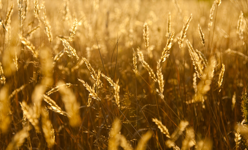 Grass In Late Afternoon Light